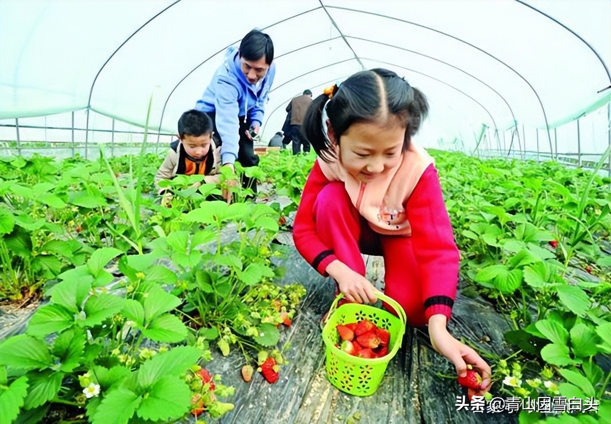 适合目前在农村创业的项目,五个适合农村创业的好项目推荐