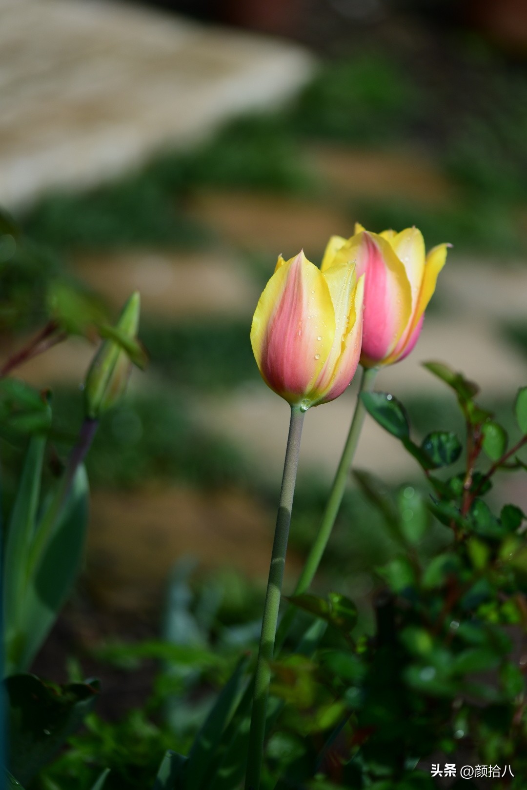 河马花园最耐阴植物,最漂亮的花园里的郁金香