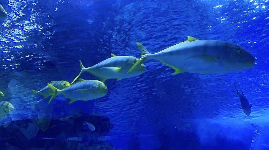 青岛旅游攻略自由行三天游,青岛旅游攻略自由行四天三晚