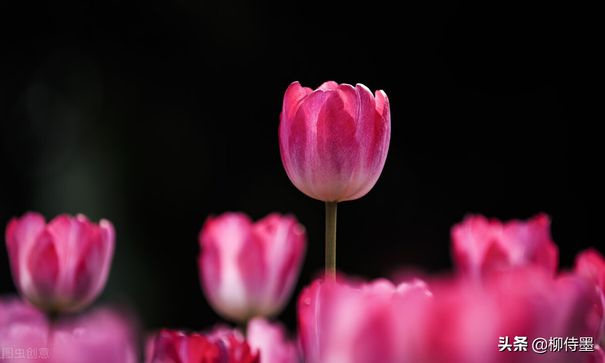 花朵唯美拍照,花朵如何拍摄唯美