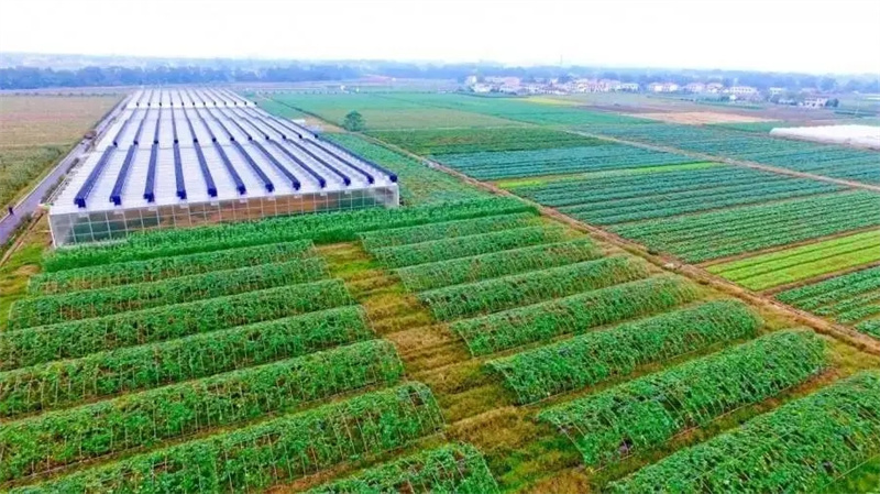 2006年，政府牵头组织租给日方千余亩地，日本人却闲置多年，为何