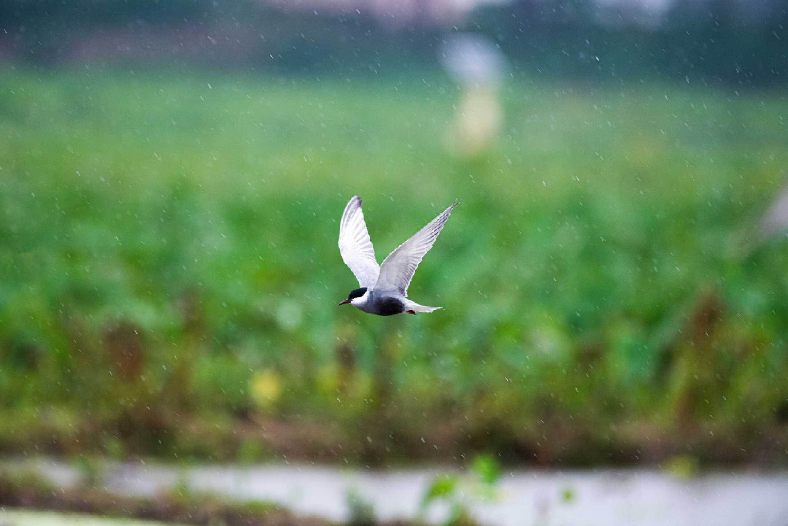 鏄ユ棩鑻忓窞鏃呮父鏀荤暐,鑻忓窞鏄ユ棩鏃呮父鎺ㄨ崘