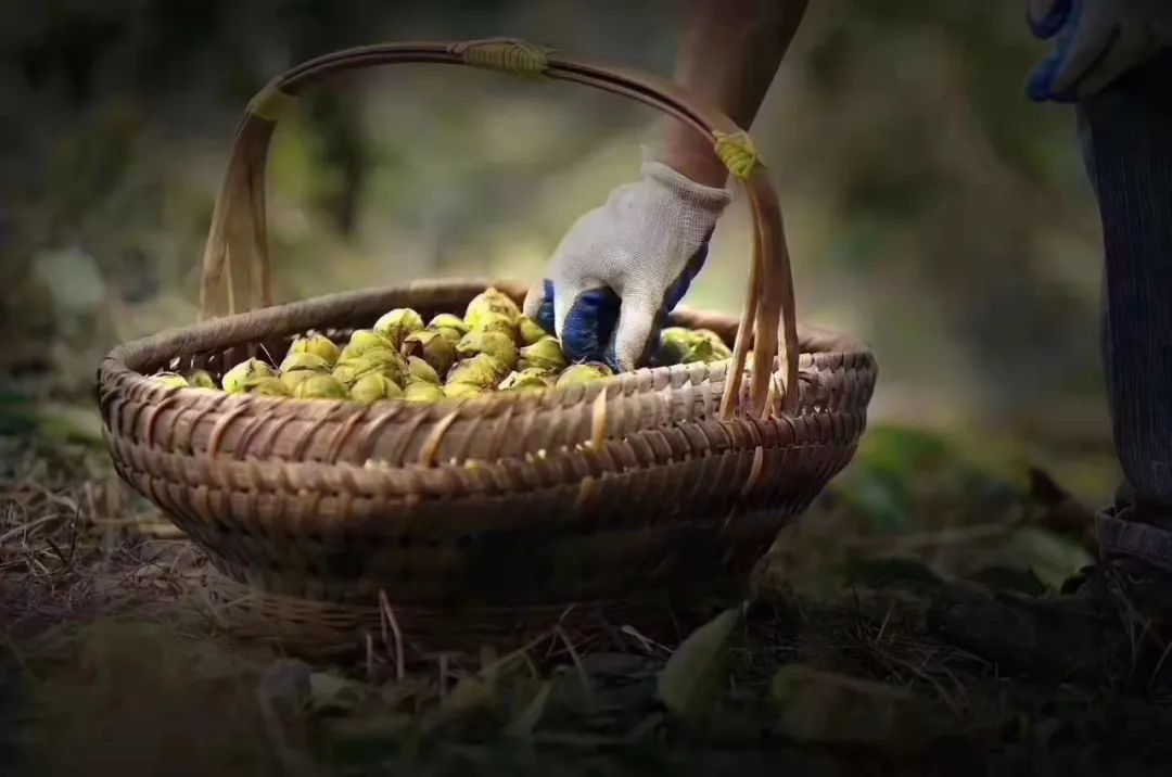 从民宿到整村运营,从民宿到民宿集群