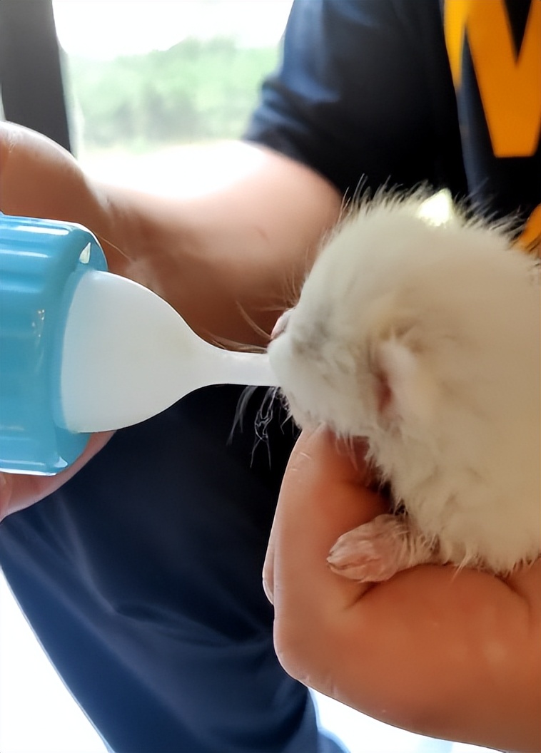 猫咪外出回来总是小心翼翼的,猫咪出走三个月后回来大变样