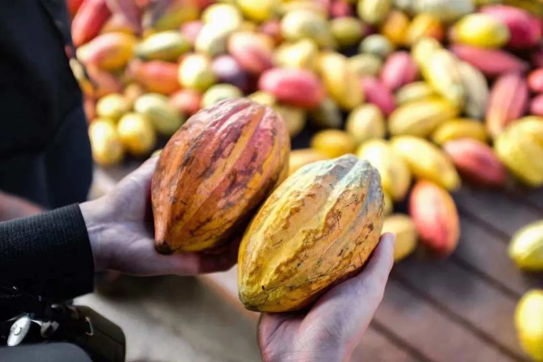 开巧克力店生意怎么样,开一家巧克力店怎么样