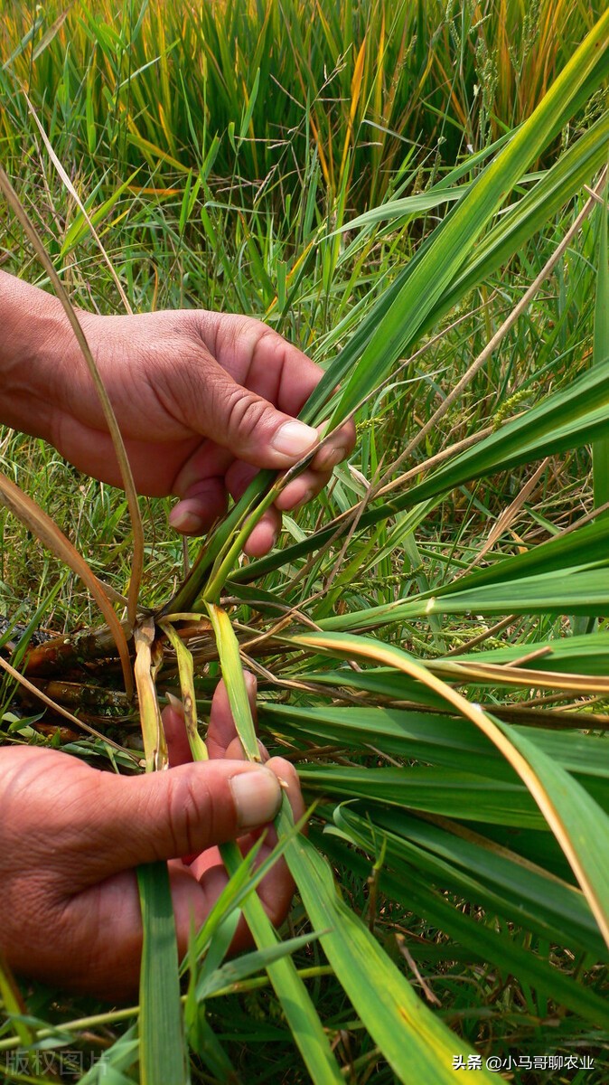 无人机喷药效果好还是人工好,无人机喷药有哪些功能