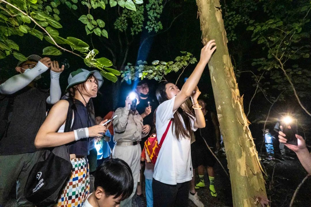 上海沉浸式夜游公园,上海森林公园夜游