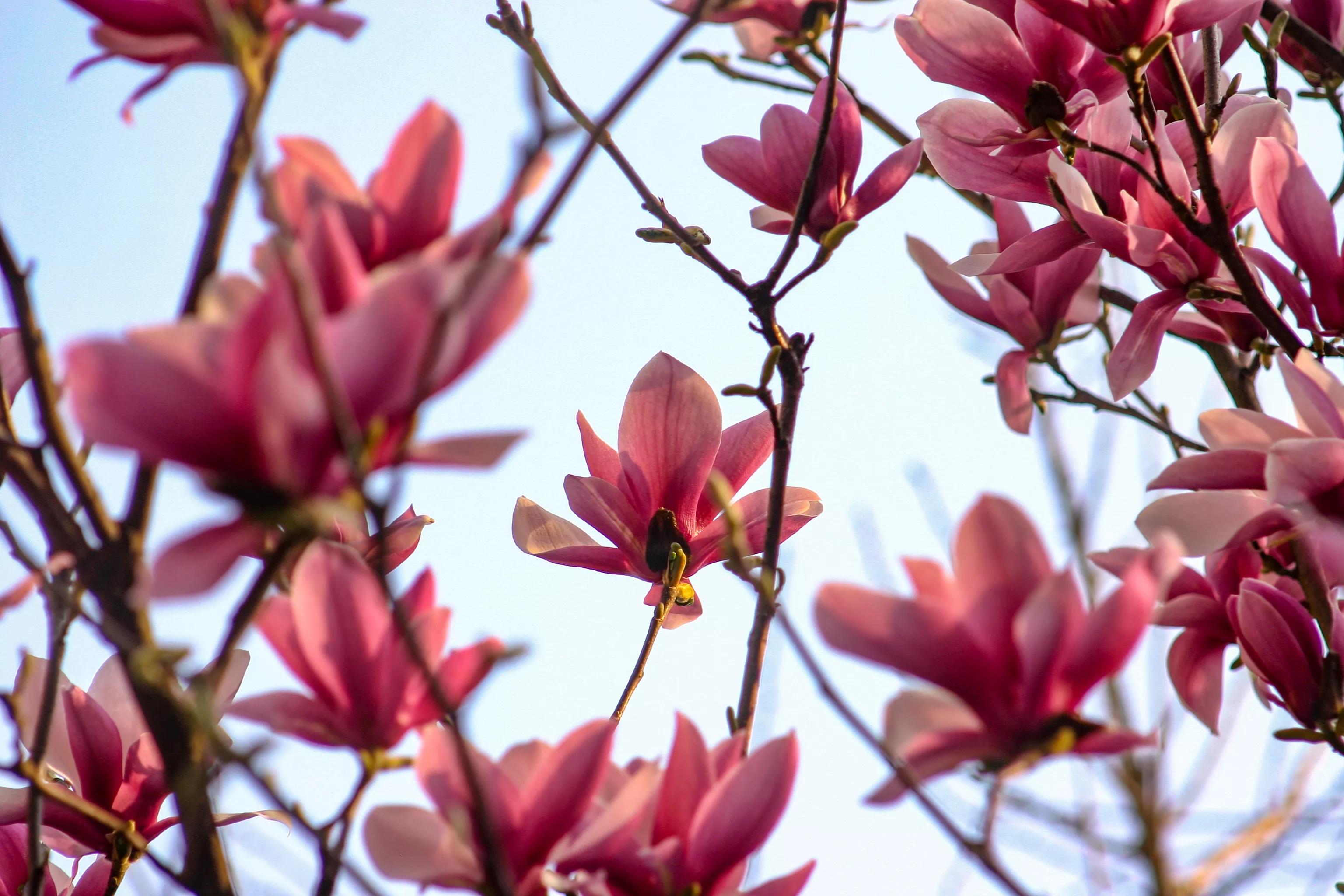 佳能入门机器能拍出好照片,佳能300d入门级