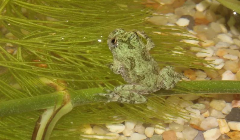 「原来欧洲有这么多种蛇？！」偷师卡塞尔的豢龙大师·下