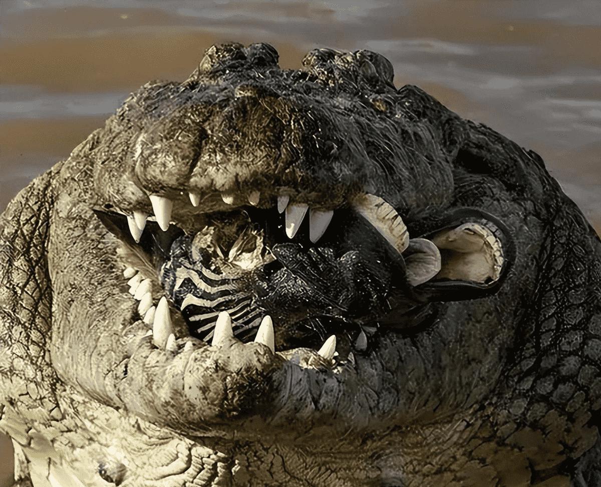 日军日记：*安妇慰**不服从管教，我很愤怒，用*刀刺**插入她的*体下**