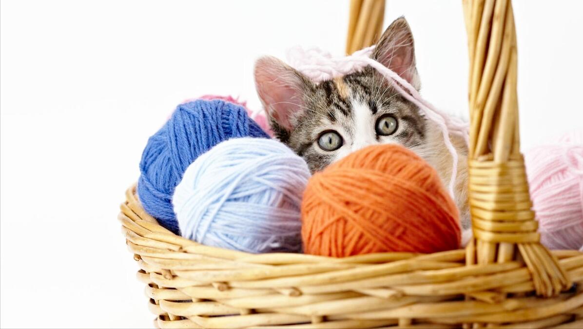 再养一只猫可以解决猫咪挑食吗,猫咪有什么特点铲屎官一定要知道