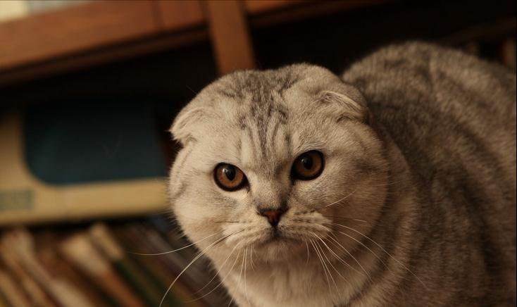 养了就想扔掉的五种猫请谨慎饲养,千万别养这种猫会毁掉你的生活