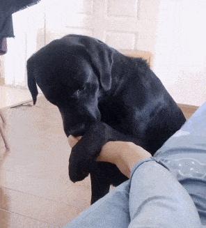 狗狗不停舔嘴巴舔鼻子,狗天天舔爪子舔的很脏