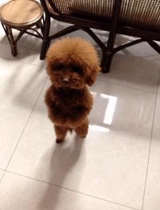 泰迪犬的年龄多大算正常,泰迪犬牙齿年龄对照表