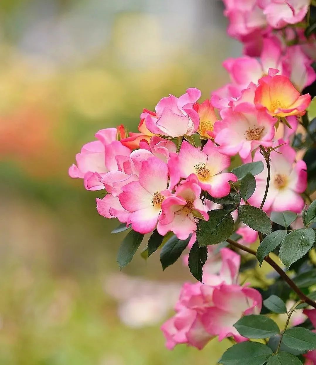 蔷薇月季玫瑰的区别,月季蔷薇玫瑰的区别