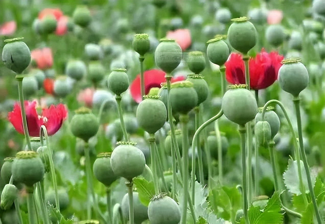 *粟罂**花,珍爱生命,远离*品毒**|花名册No.00076