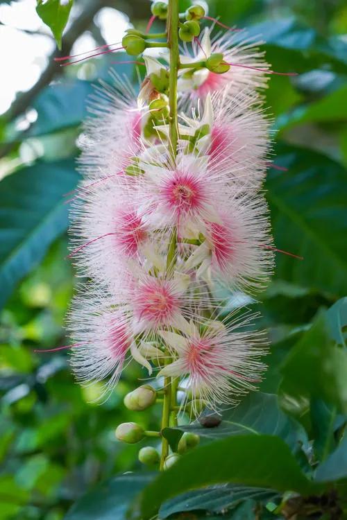 玉蕊树的花有什么功效,植物玉如意花的寓意和象征