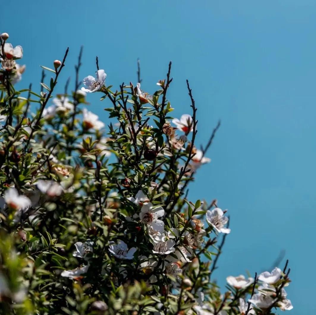 香氛精油护肤推荐哪款好用,精油护肤保持年轻