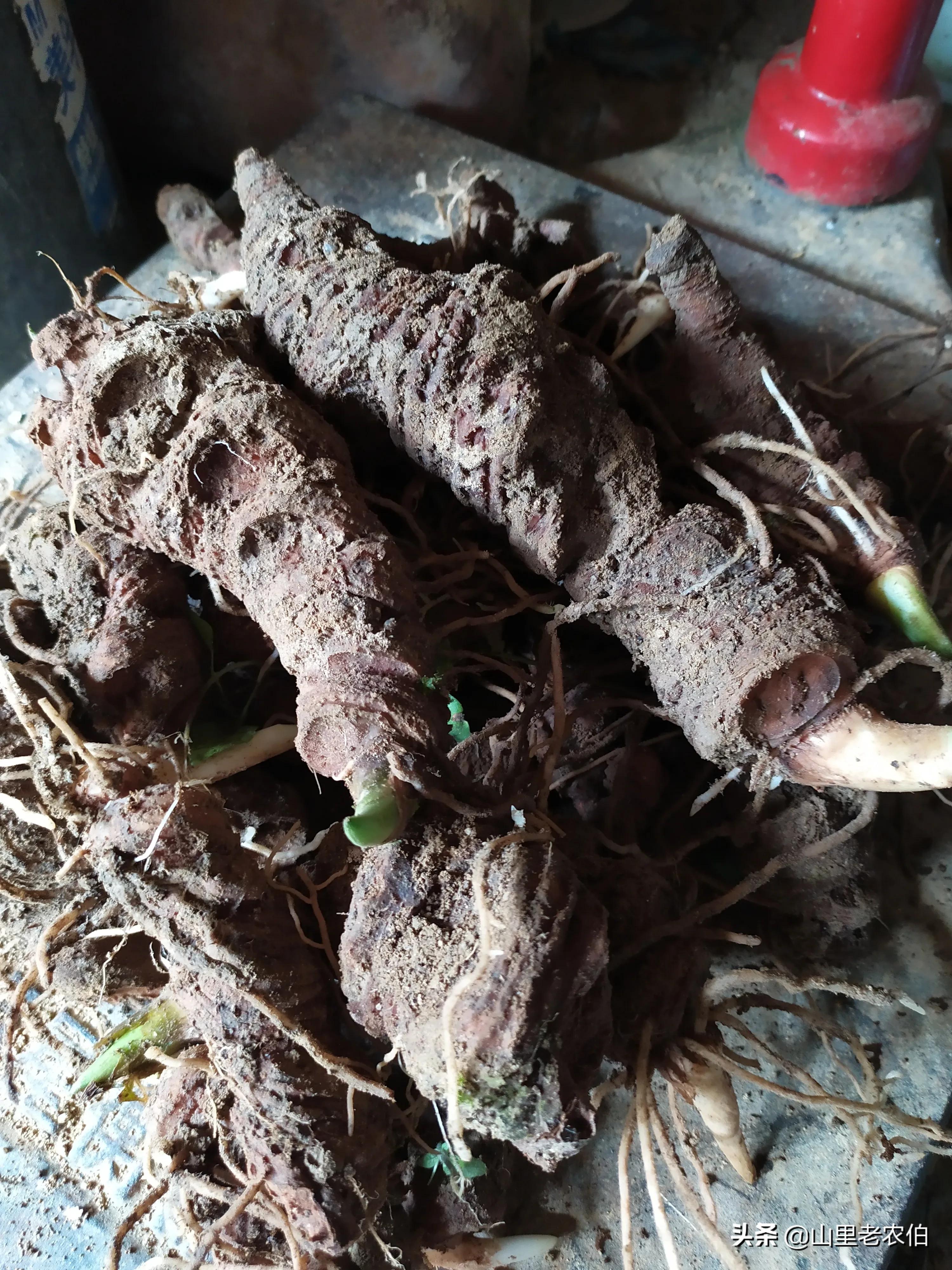 七叶一枝花齐名的草药有哪些,什么中草药可代替七叶一枝花