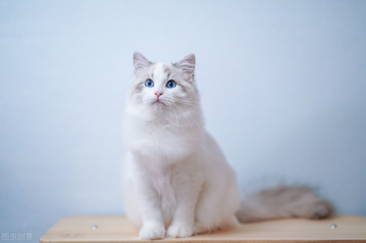 猫受伤可以自己治愈吗,猫尾受伤了能自愈吗