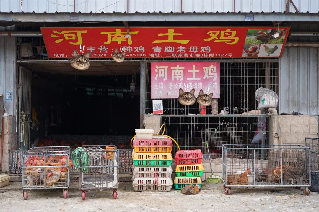 三联鸡鸭市场在哪里,三联市场家禽