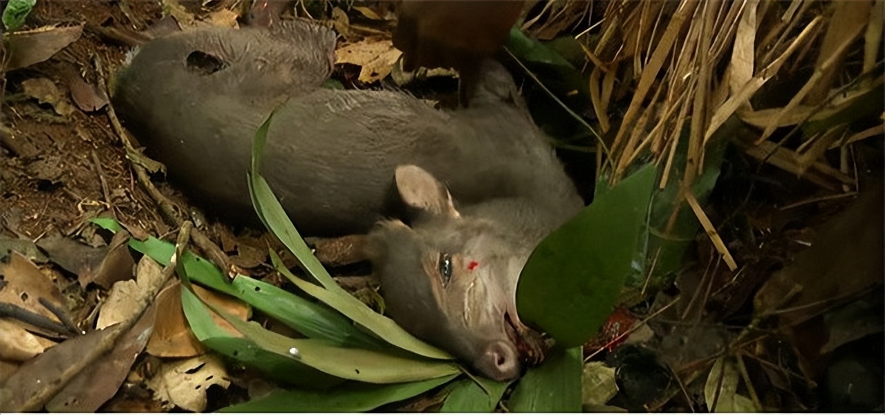 非洲巴卡部落：男人捕杀六米巨蟒，女人挖洞抓非洲巨鼠