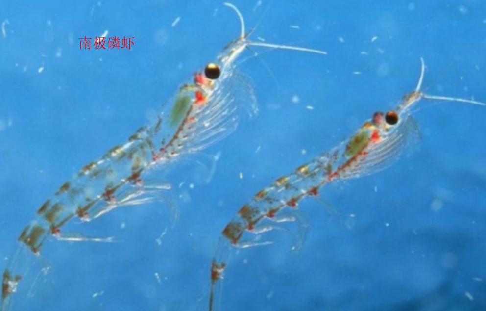 大海有多可怕视频,大海最危险的是什么