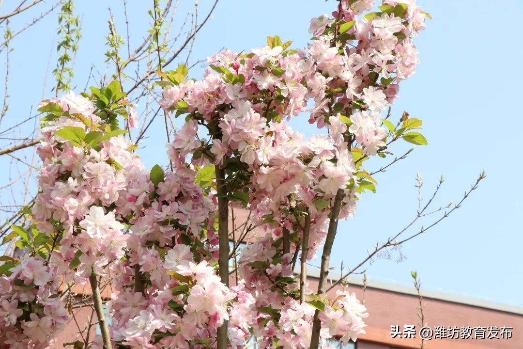 美！潍坊校园春景强势来袭