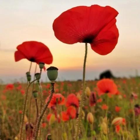 你不知道的国家冷知识比利时,比利时的5个有趣的冷知识