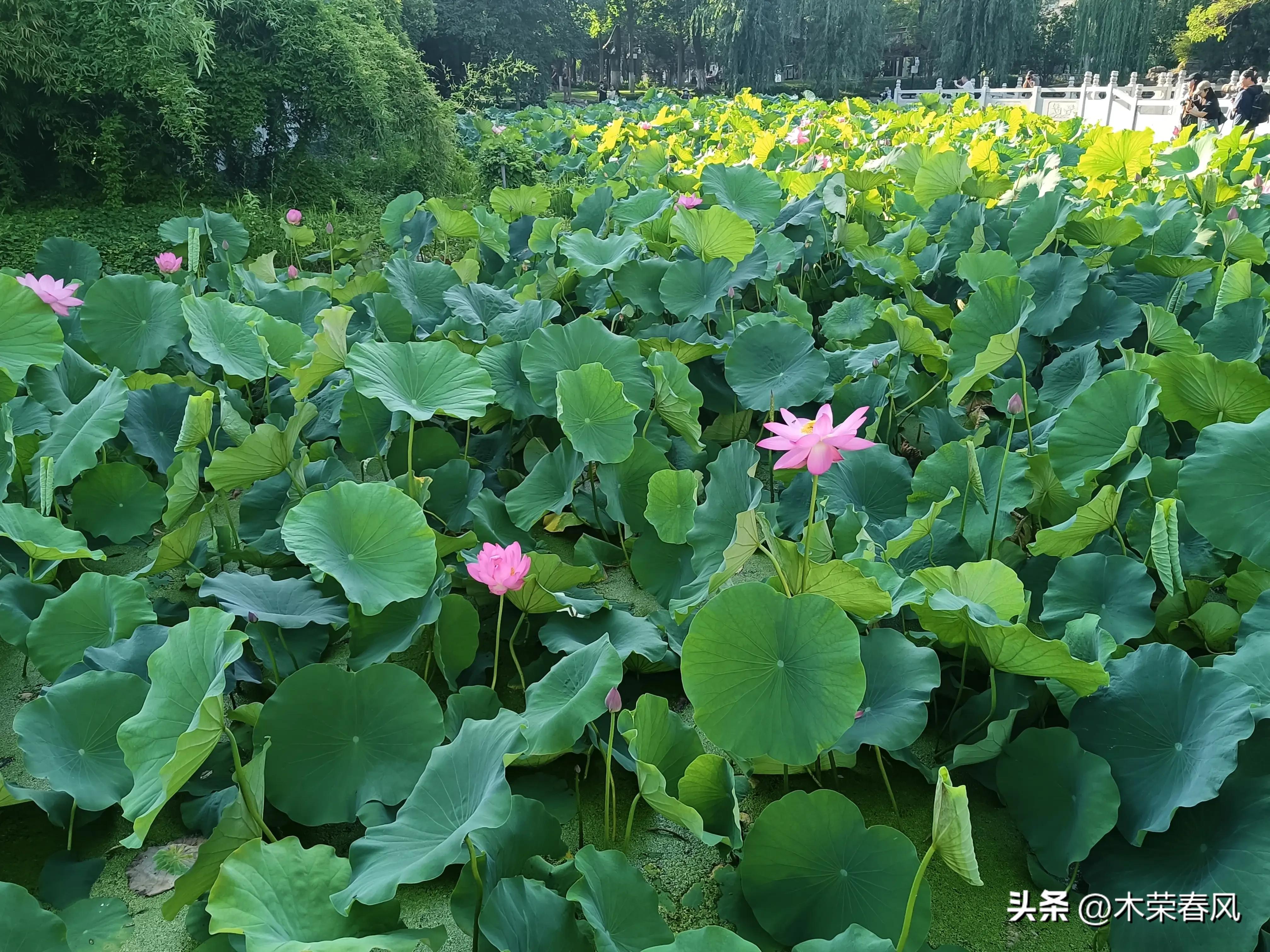 莲湖公园看荷花几点合适,莲湖公园荷花怎么走