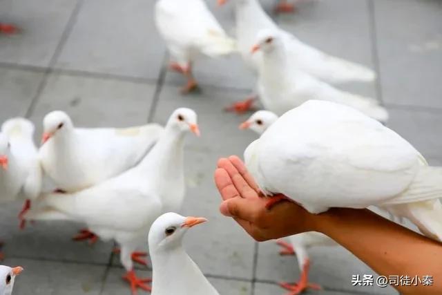 走进鸽子的世界：性别决定一切