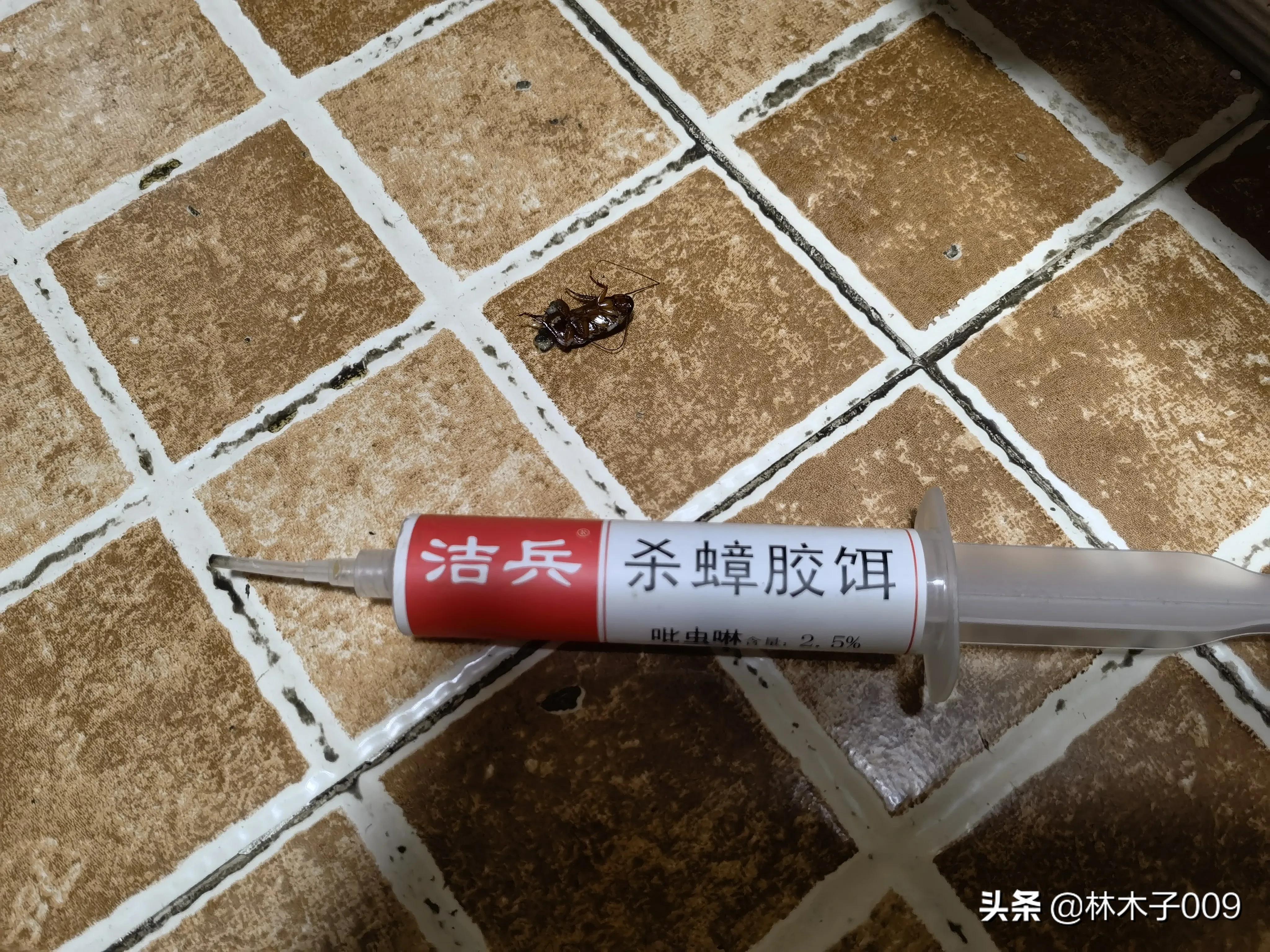 长沙室内蟑螂灭杀,室内蟑螂用什么药