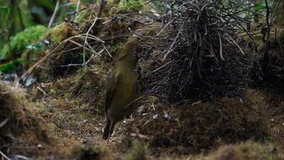 原来它们也有“性丑闻”,这片看完让我大开眼界