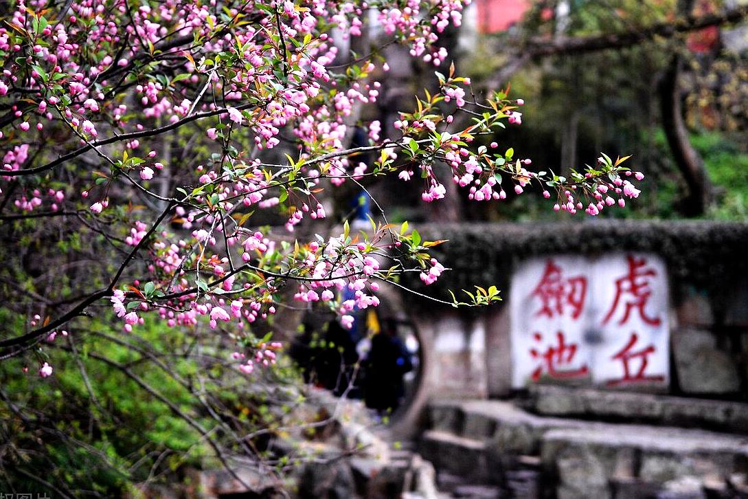 苏州旅游十大赏花景点,苏州赏花最佳景区排名