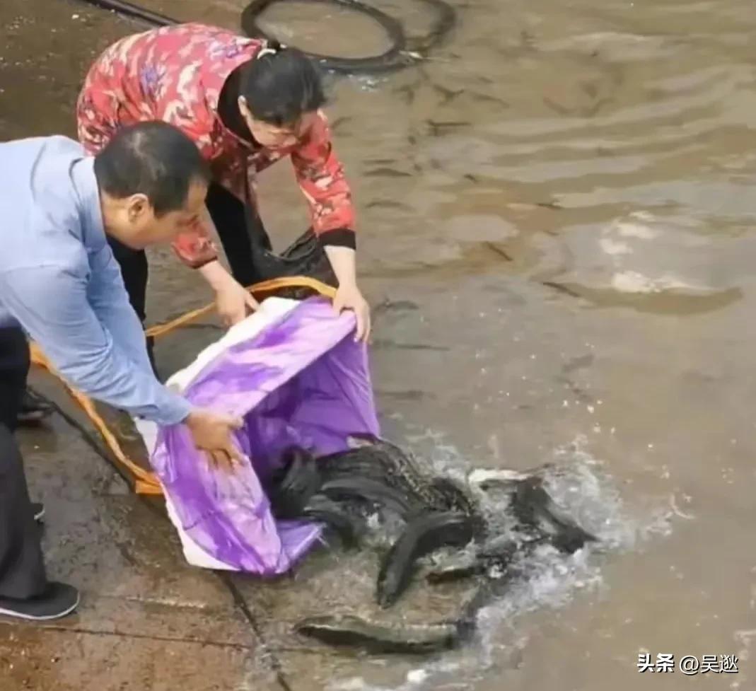 放生是否为了求功德,放生塘鲺的功德