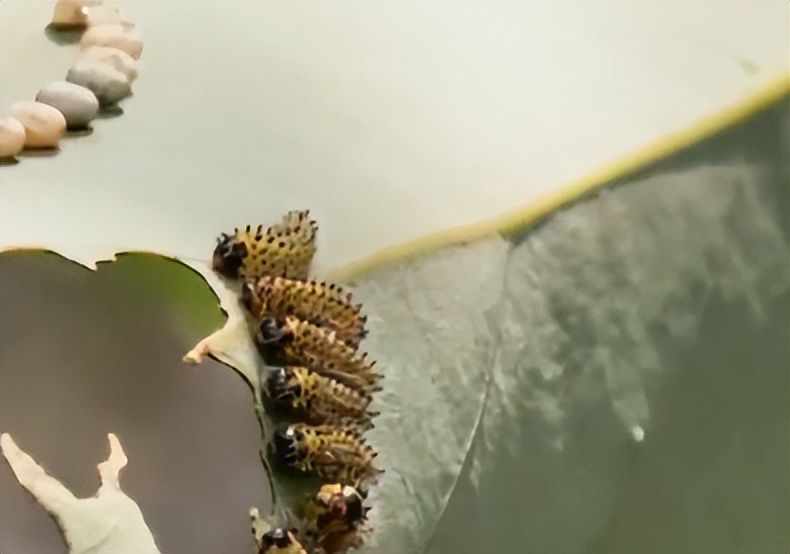 浙江小伙在家种树一斤树叶卖2万,浙江大叔种树赚大钱