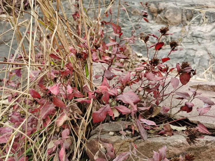 绝壁大梯白云寺,徒步白云寺