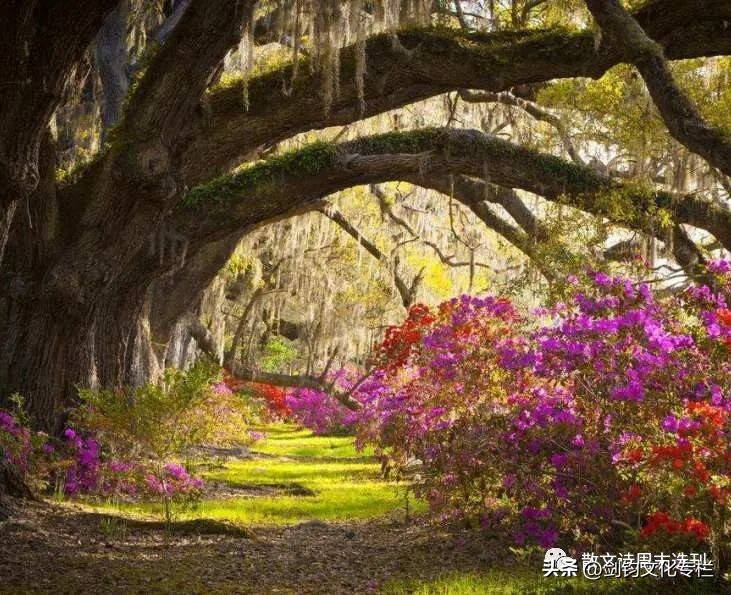 散文诗周刊|香港林映辉散文诗选