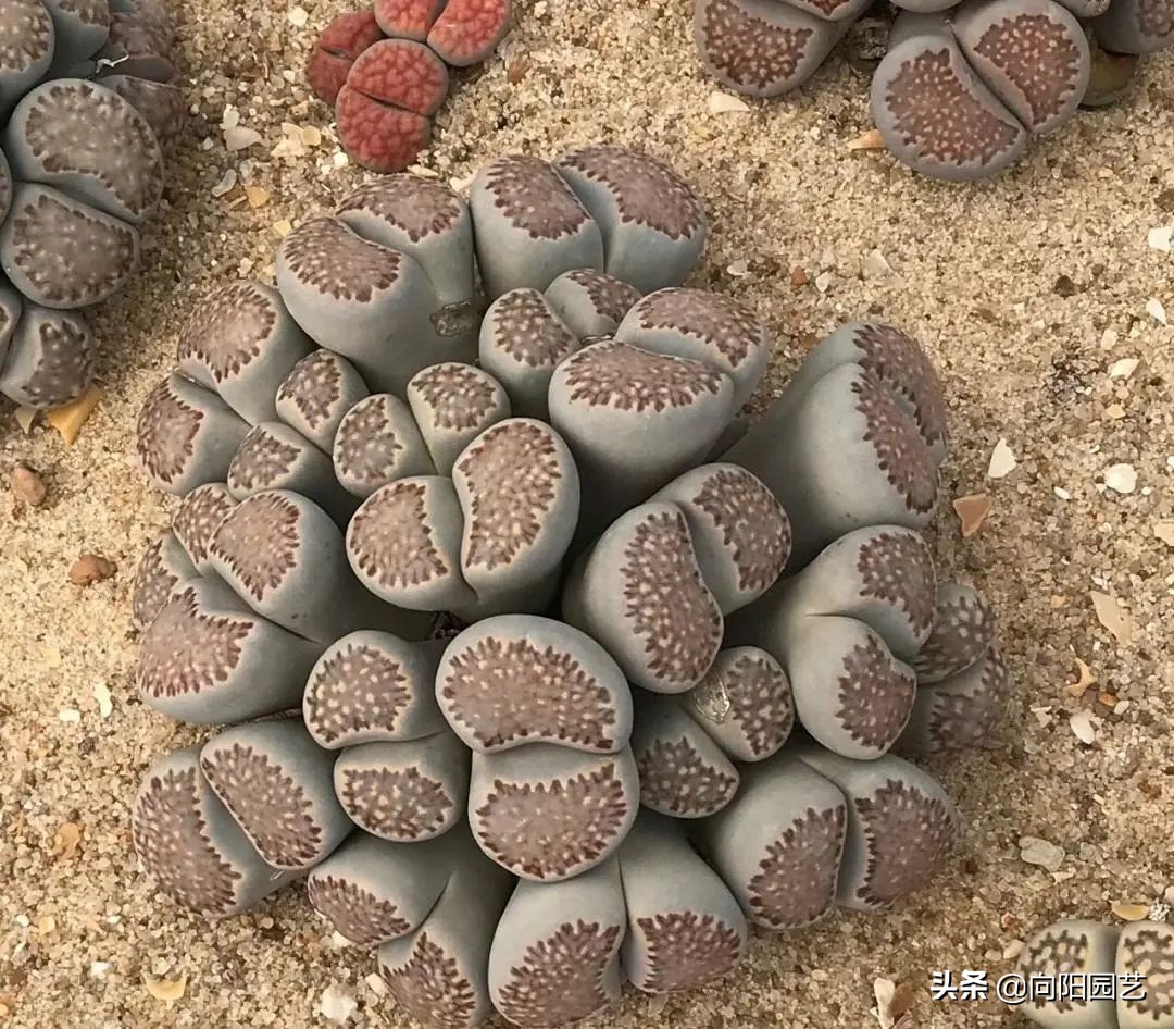 养生石花，不要人工扒皮，放在太阳下暴晒，利用光照自然退皮