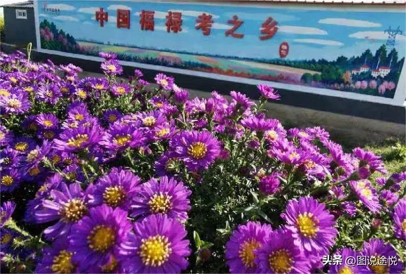 来“中国福禄考之乡”，千亩花田小镇中坐赏鲜花闲看云