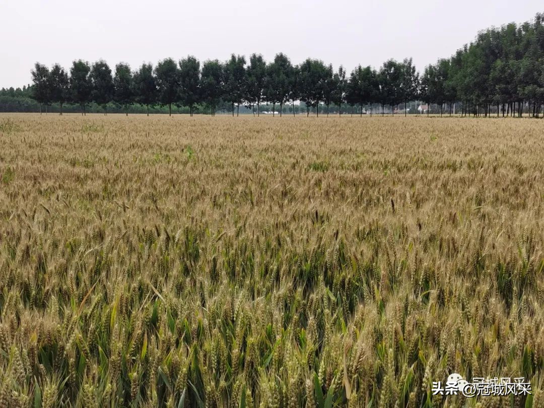 冠县乡韵·贾镇小艾寨村