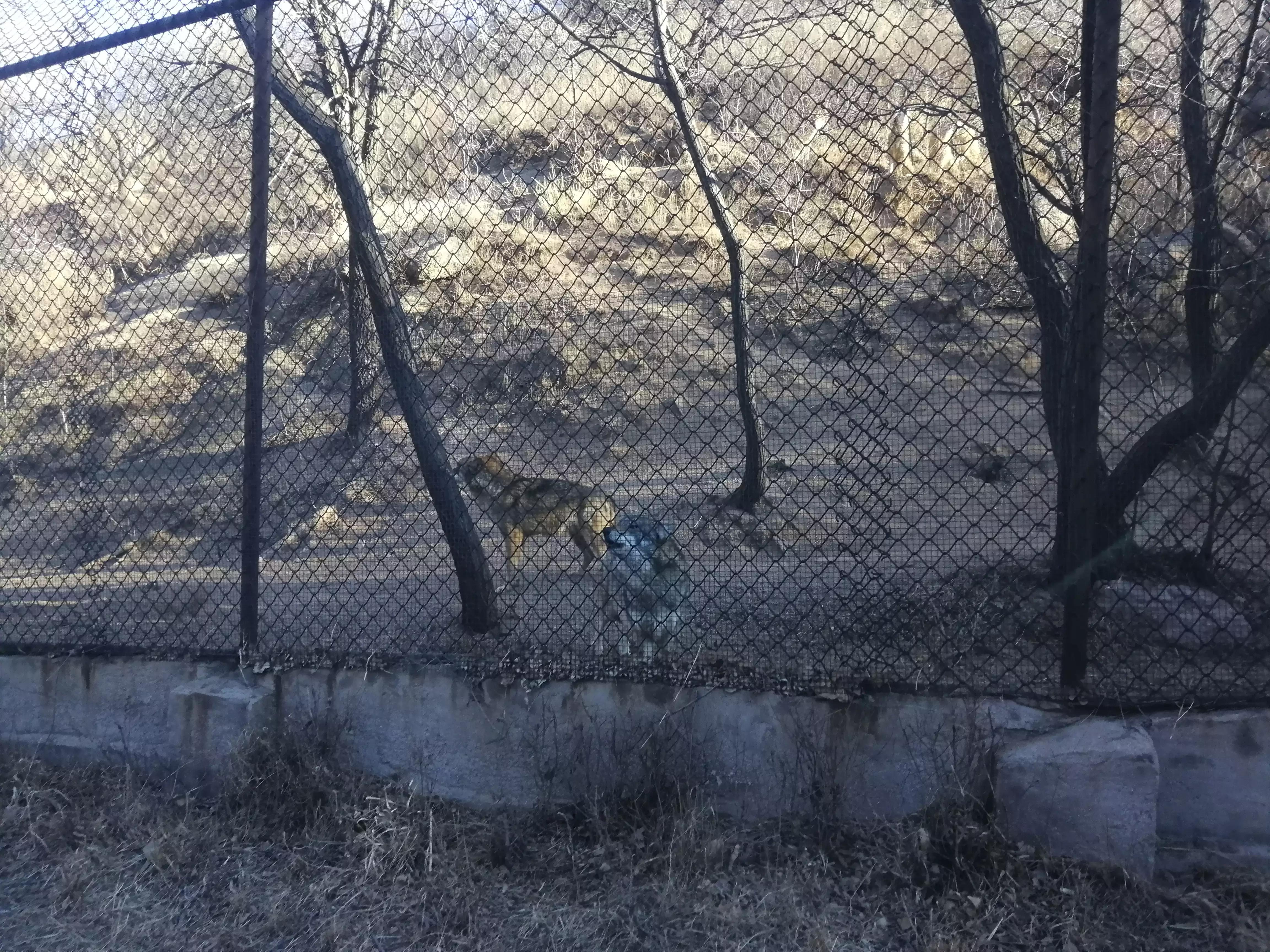 八达岭野生动物园赵菁,八达岭野生动物园门票收费标准