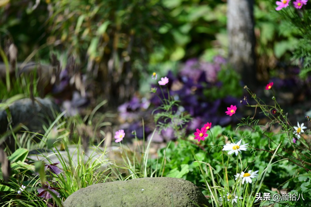 流放到菜地的花儿们，尽情绽放吧，不管在哪里｜园丁