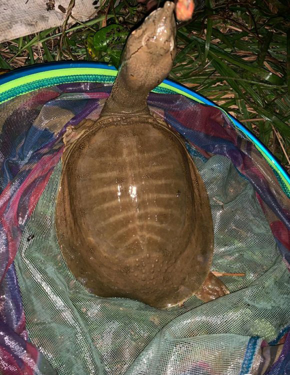 钓鱼要小心有毒的海鱼,钓鱼经常钓到的鱼哪些有毒不能吃