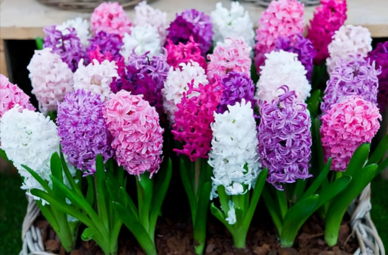 十种花不宜在室内养,这4种花最好别养在室内