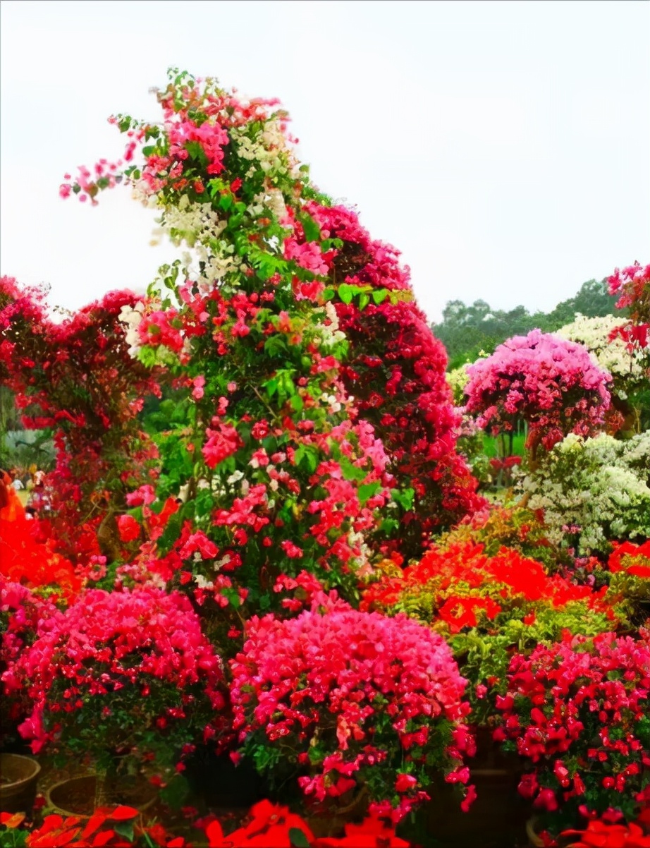 容易养的花苗而且开花时间长,10种公认最好养的花占地小