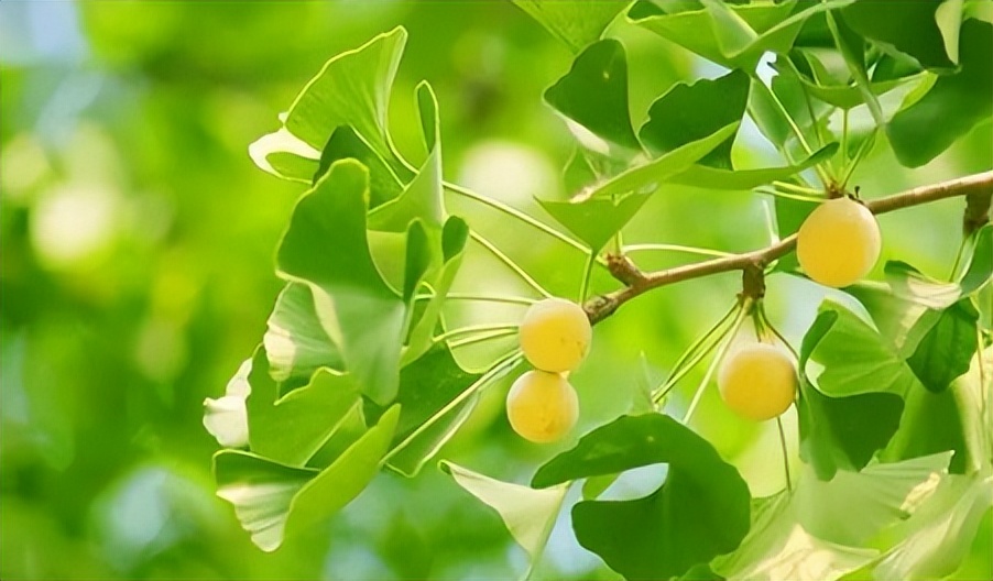 每日一味中药薏苡仁,每日一味中药白扁豆