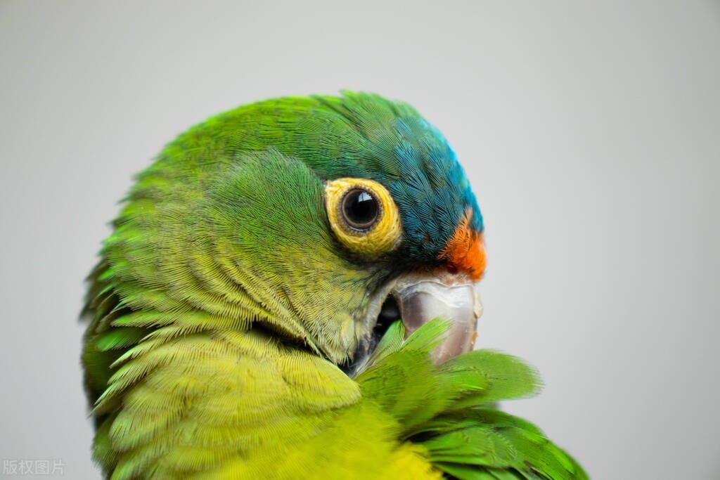 虎皮鹦鹉怎么判断是否健康,怎么判断鹦鹉是否健康