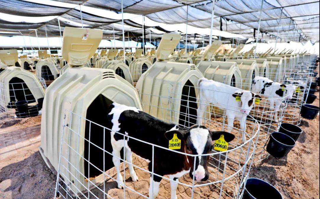 奶牛规模化养殖场建设方案,奶牛养殖场建设的标准是