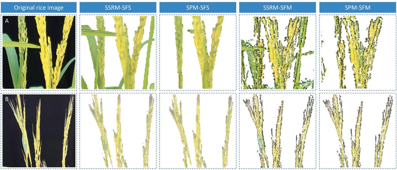一种基于学习、轮廓形状和超体素聚类的低成本水稻穗三维建模方法